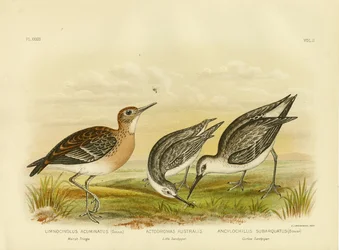 Tringa des marais, 1891